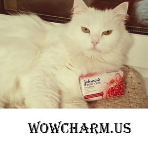 Да здравствует мыло душистое от  Johnson's Body Care