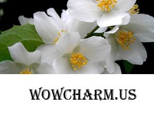 Абсолют Жасмина – бюджетный вариант от Спивакъ