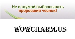 Никогда не выбрасывайте полежавший проросший чеснок. Это непростительная ошибка!
