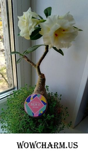 Balm It - натуральная помощь для ручек