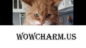 Про кота и диету)))