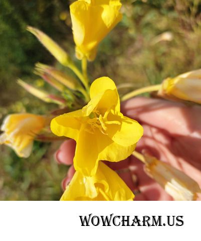 Красавица природа