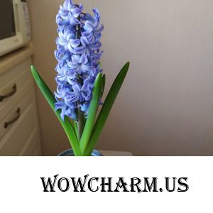 Подарочки