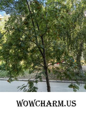 Околодачный марафон- завершение. Dylsineika. Вот и осень..