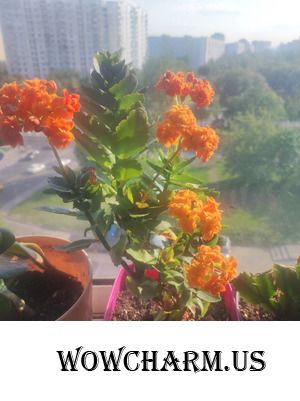 Дачный марафон. Мина-mnm. Продолжаем потихоньку :)